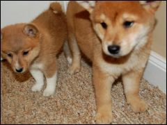 mini shiba inu