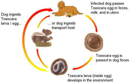 Life of a Roundworms