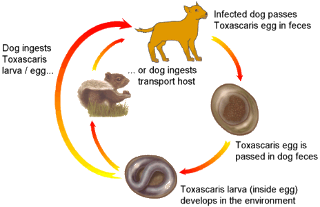 Life of a Roundworms