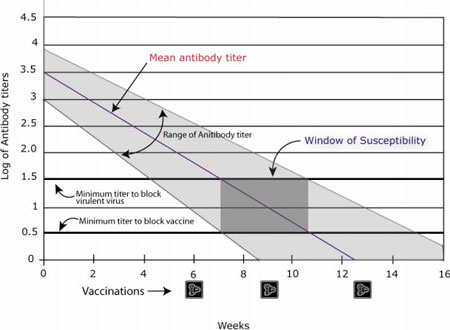 Canine Parvo Virus